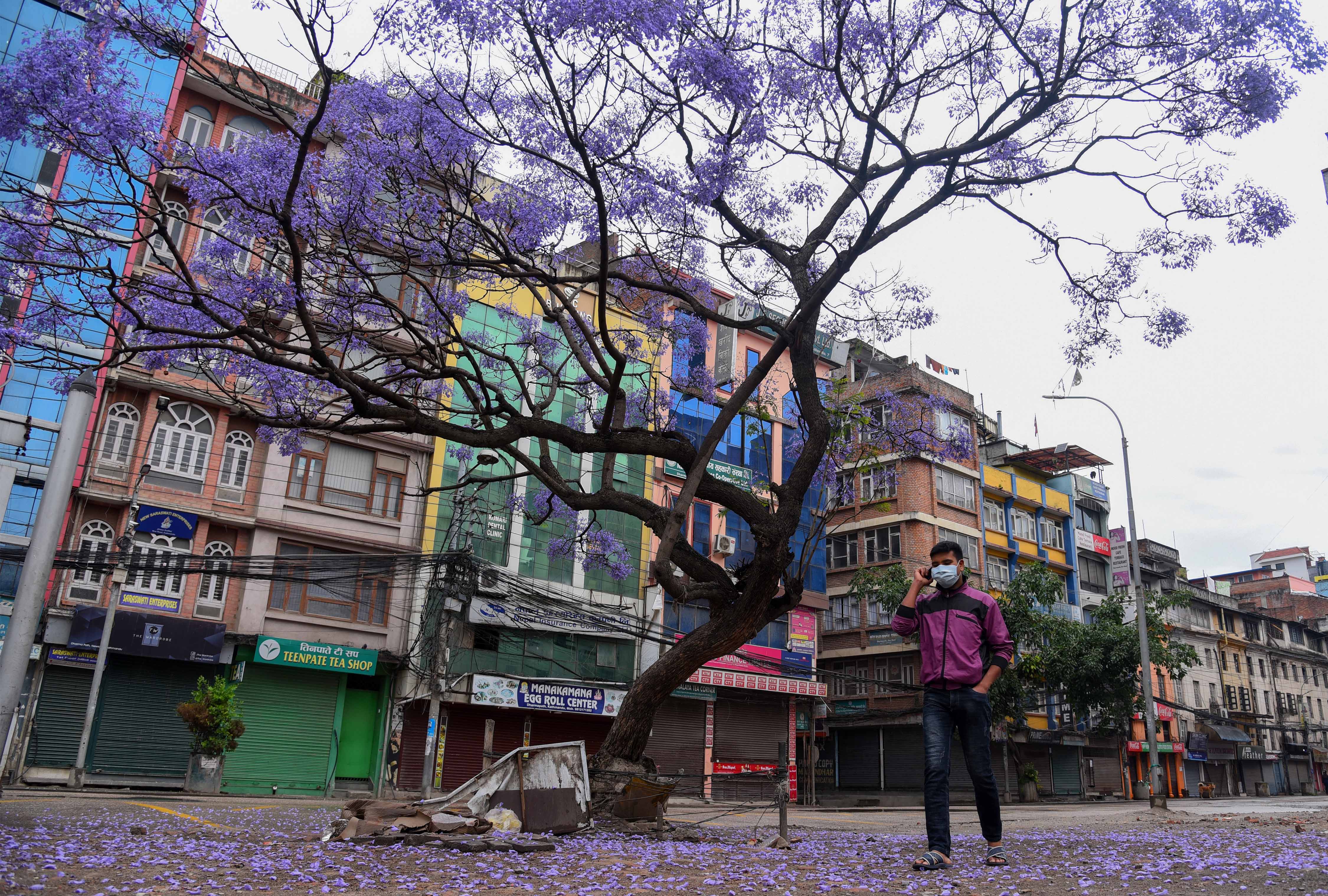 Jacaranda blossoms000051682661696.jpg